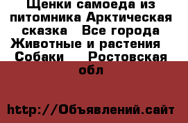 Щенки самоеда из питомника Арктическая сказка - Все города Животные и растения » Собаки   . Ростовская обл.